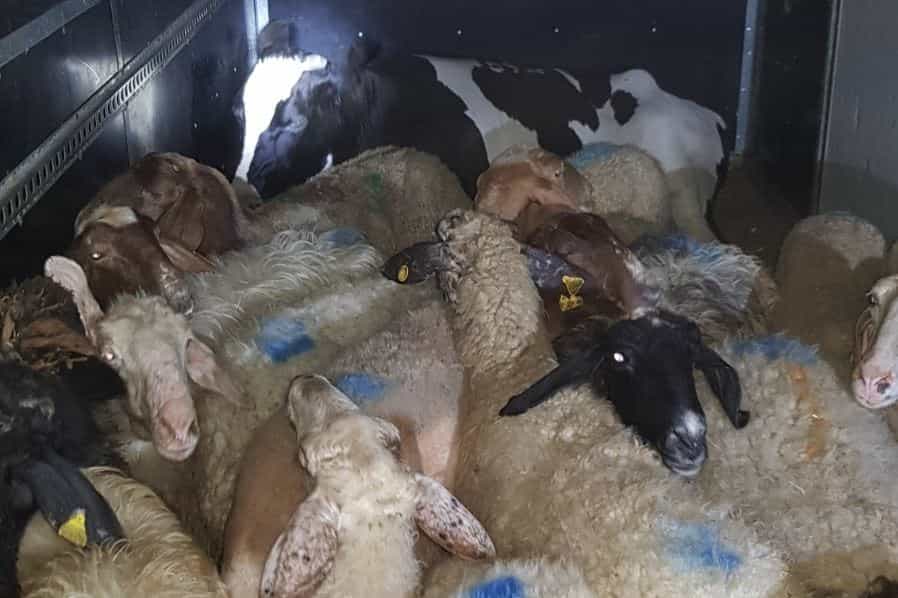 המשטרה חקרה וקובעת: "אין מדובר במעשה על רקע פלילי או לאומני" | בניגוד לטענות הערבים וכלי תקשורת שונים