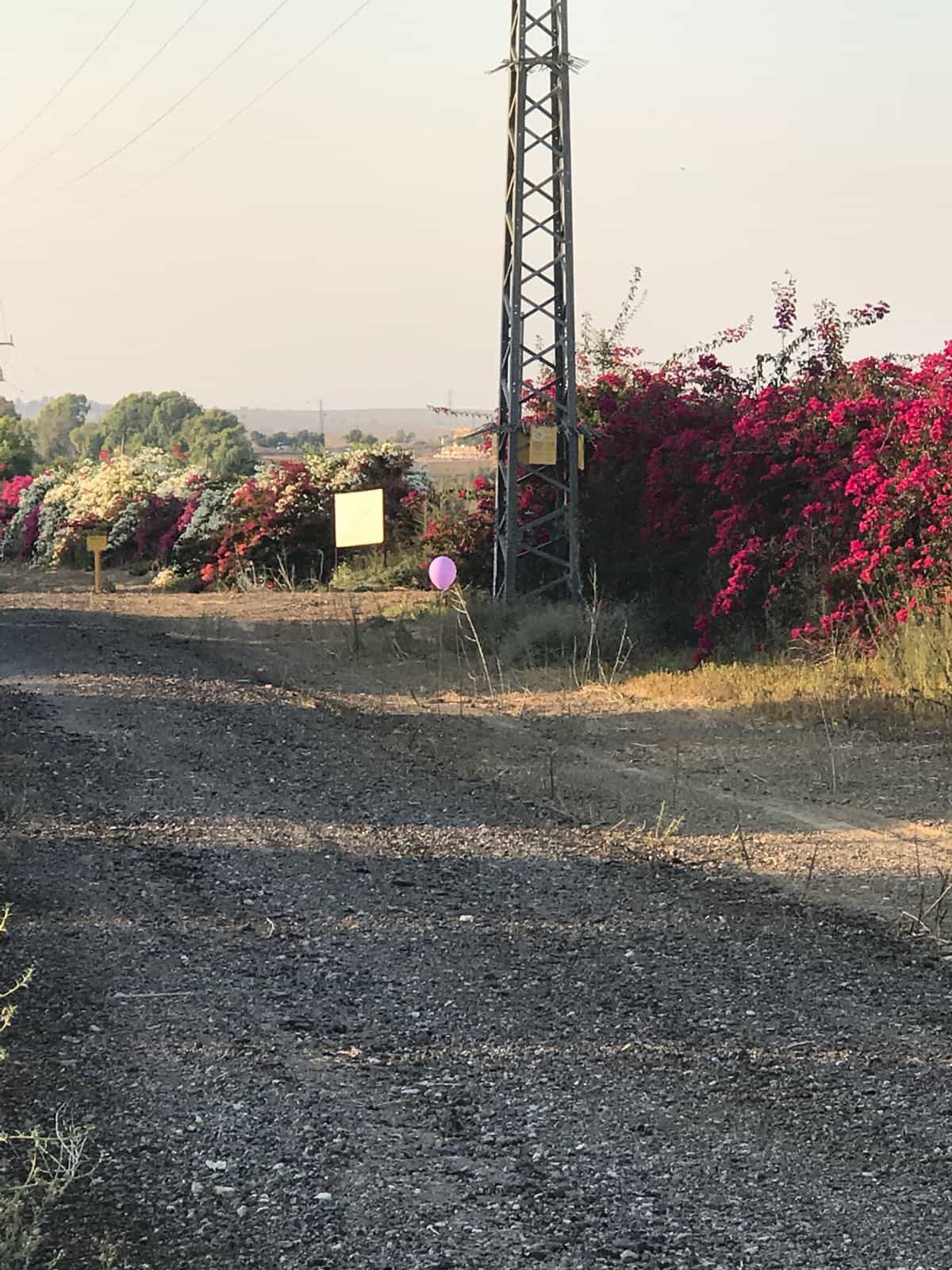 בצה״ל מודים רשמית: גם היום הופרחו בלונים מעזה לשטח ארצנו