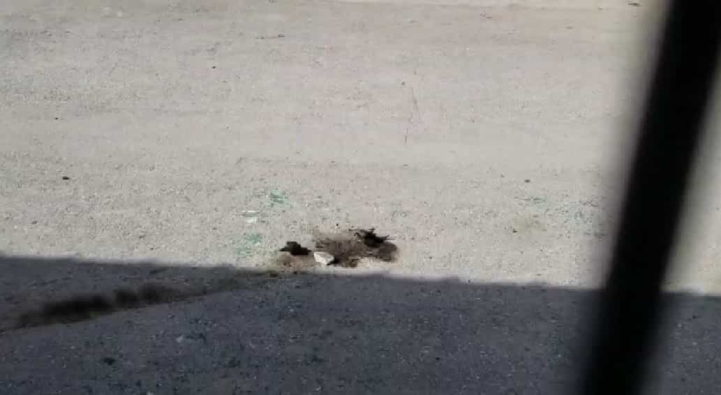 מחבלים ביצעו פיגוע תבערה לעבר כוחותינו בחברון - אין נפגעים (צפו)