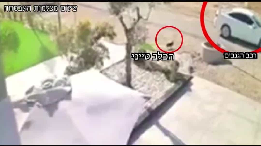 כלב גזעי נגנב מקיבוץ ניר-עם על ידי בדואים והושב לבעליו ע"י שוטרי משמר הגבול | צפו