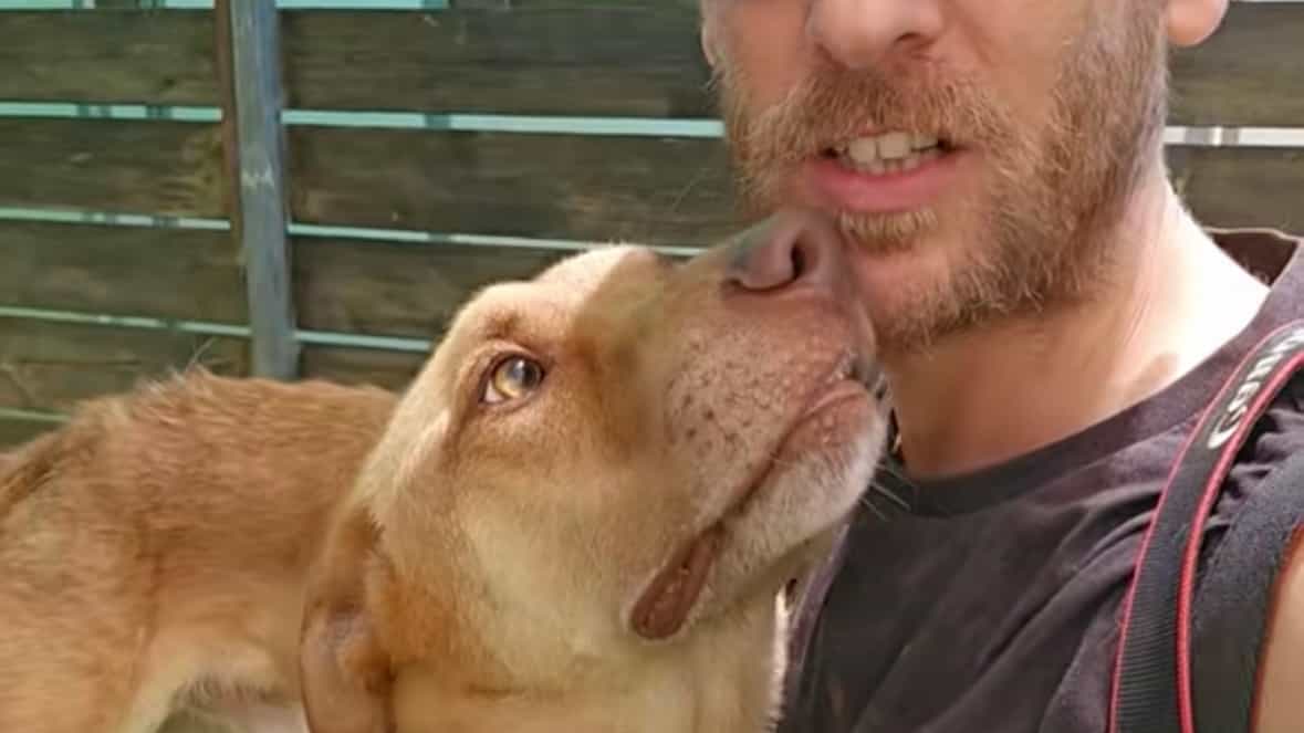 רוצים לאמץ אותו? תראו איזה כלב מושלם 🐾