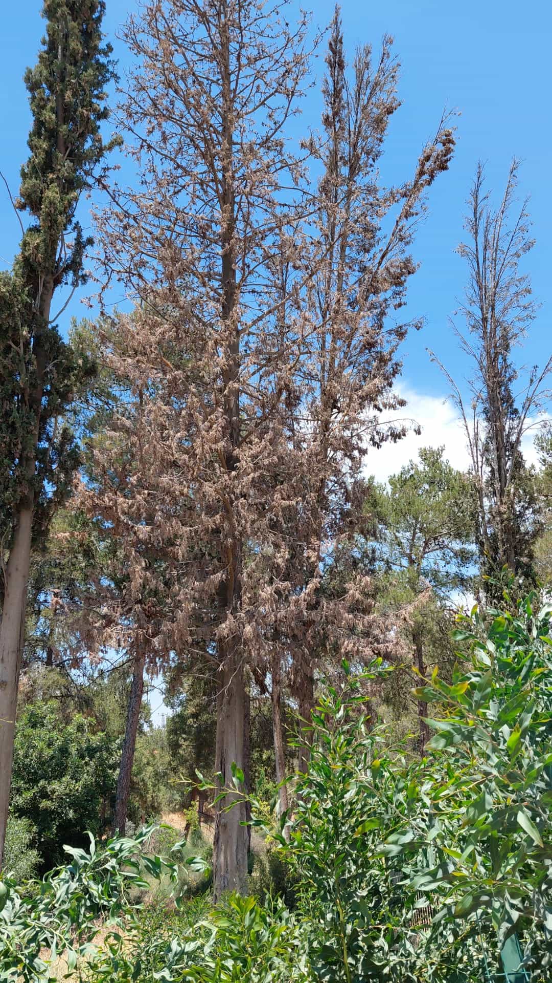 המועצה המקומית גדרה החלה בשיקום חורשות במושבה והחלפת עצים מסוכנים