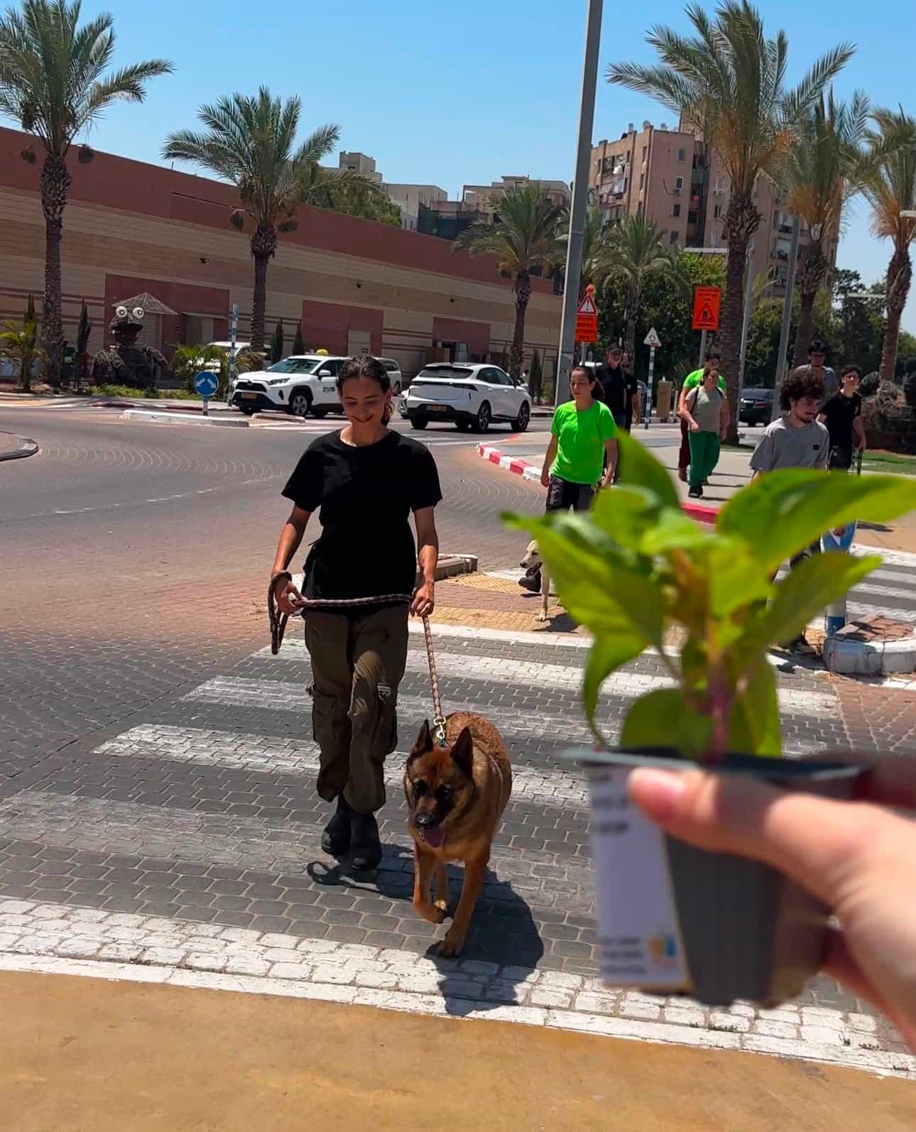 אהבה פורחת גם בכלבייה: מבצע ט”ו ב-האב העלה מודעות לאימוץ כלבים באשדוד