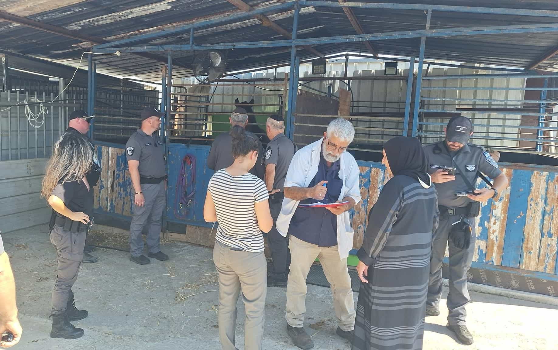 אפס סובלנות: עיריית לוד הזהירה את בעלי הסוסים מפני רכיבה פרועה ביום הכיפורים