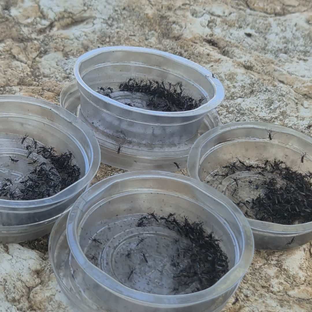 מלחמה ביולוגית בנמר האסייתי: עשרות אלפי יתושים עקרים פוזרו בקריית אונו