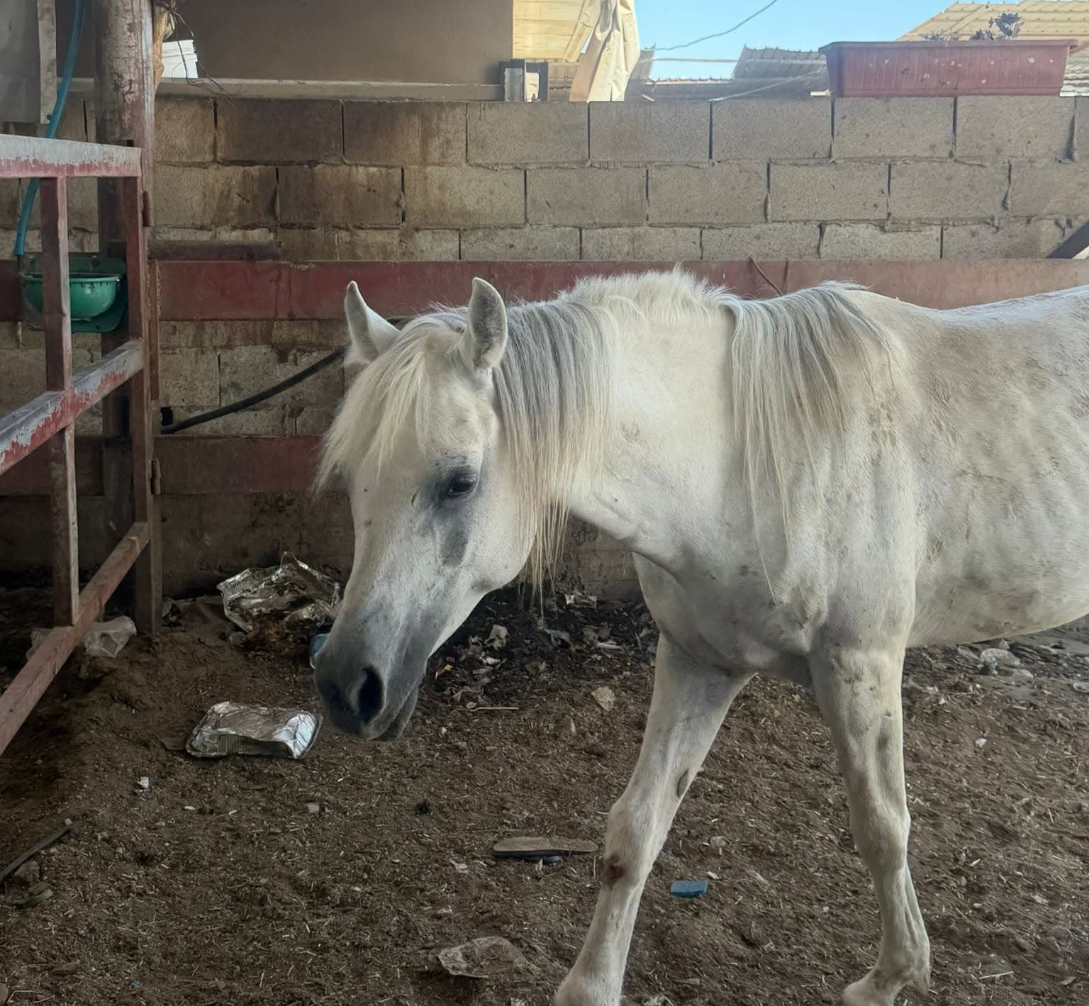 החרמת סוסים: עיריית לוד באכיפה נגד החזקת בעלי חיים תוך התעללות ושלא כחוק