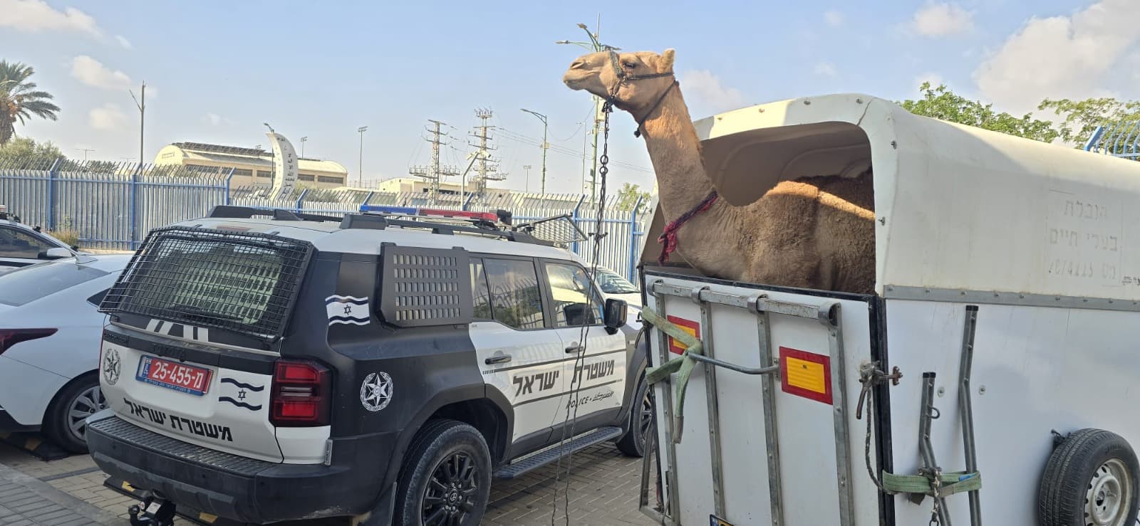 לפנות בוקר בנגב: המשטרה סיכלה מרוץ גמלים בלתי חוקי בשטח אימונים צבאי