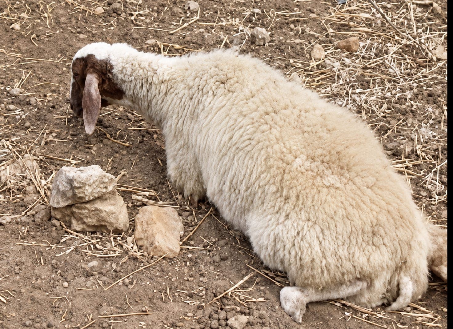 ערבים פיזרו רעל בשטחי מרעה סמוך לחירבת אבו פלאח - כבשים נפגעו | צפו