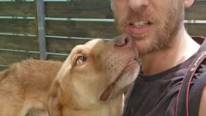 רוצים לאמץ אותו? תראו איזה כלב מושלם 🐾